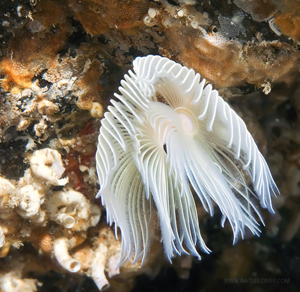 Photo of Protula pacifica by <a href="http://www.naturediver.com">Derek Holzapfel</a>